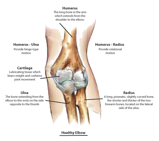 The elbow joint is made up of three bones: the humerus bone (upper-arm bone) 